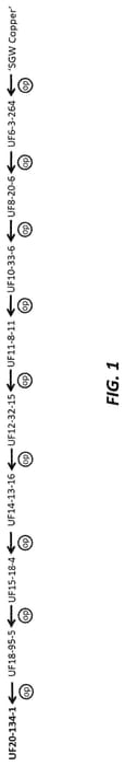 Figure 1 of US plant patent PP35345, the photograph of UF20-134-1 printed in the patent.
