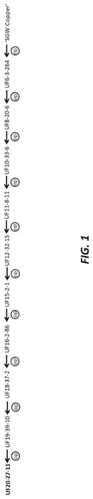 Figure 1 of US plant patent PP35346, the photograph of UF20-27-11 printed in the patent.