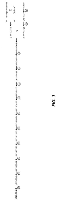 Figure 1 of US plant patent PP35347, the photograph of UF20-73-3 printed in the patent.