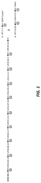 Figure 1 of US plant patent PP35348, the photograph of UF20-34-1 printed in the patent.
