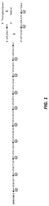 Figure 1 of US plant patent PP35349, the photograph of UF20-140-2 printed in the patent.
