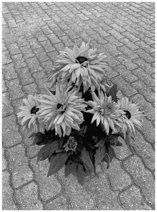 Figure 1 of US plant patent PP35350, the photograph of BullRudihir 116 printed in the patent.