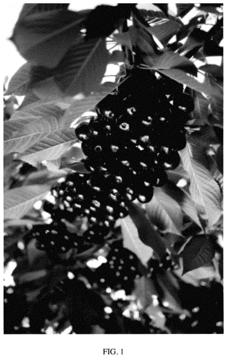 Figure 1 of US plant patent PP35351, the photograph of SPC411 printed in the patent.