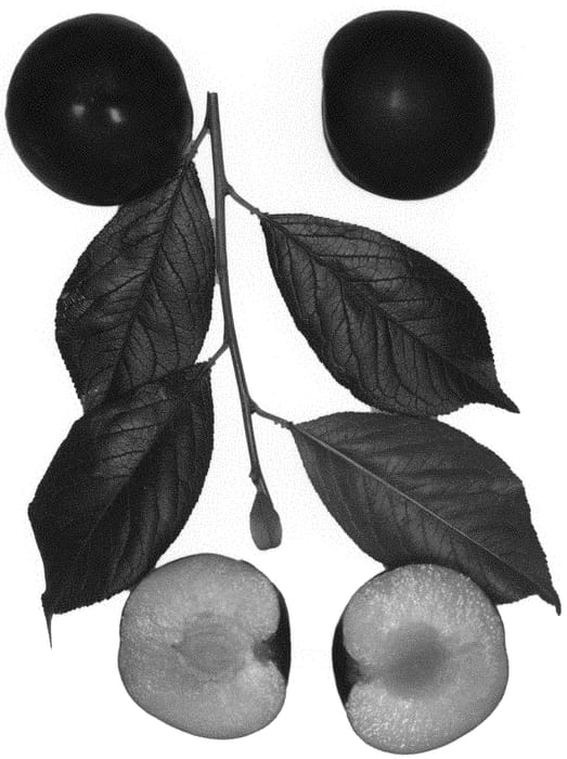 Figure 1 of US plant patent PP35352, the photograph of FLAVOR BELLE printed in the patent.