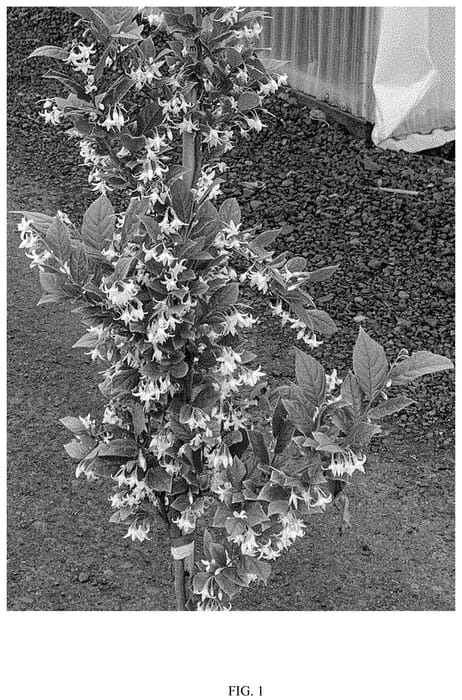 Figure 1 of US plant patent PP35353, the photograph of RNI-Rixred printed in the patent.
