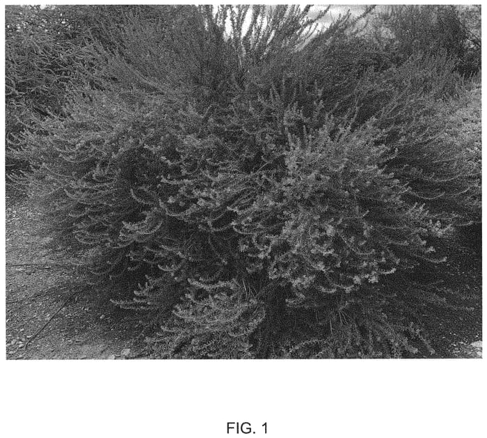 Figure 1 of US plant patent PP35354, the photograph of Purple Rain printed in the patent.