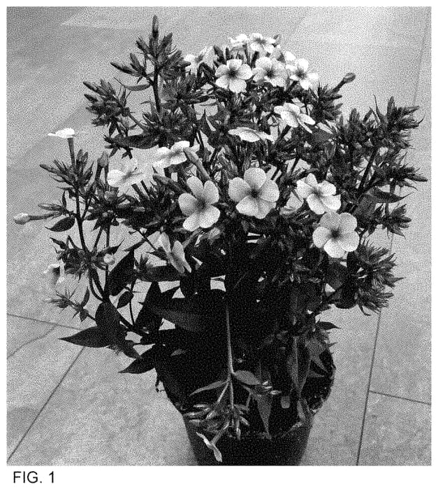 Figure 1 of US plant patent PP35355, the photograph of Dophlearblupop printed in the patent.