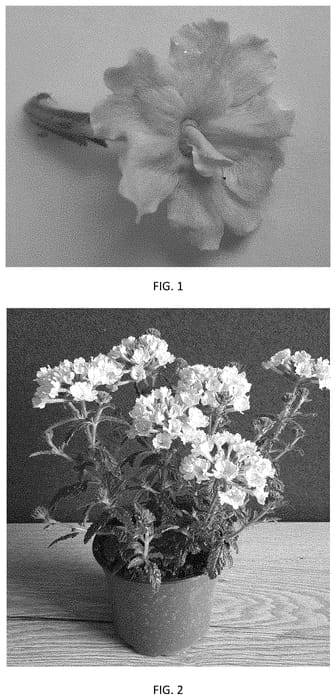 Figure 1 of US plant patent PP35356, the photograph of VEAZ0065 printed in the patent.