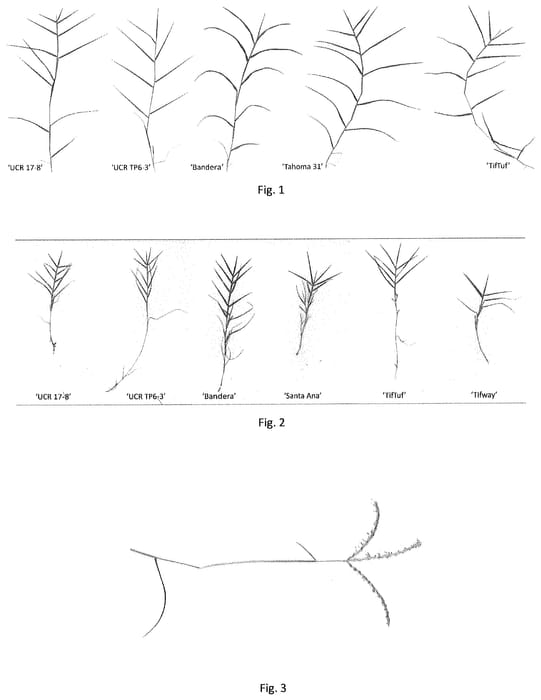 Figure 1 of US plant patent PP35357, the photograph of UCR 17-8 printed in the patent.