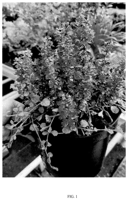 Figure 1 of US plant patent PP35358, the photograph of ASAAJ1 printed in the patent.