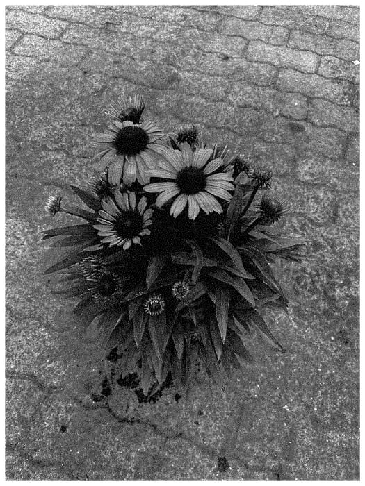 Figure 1 of US plant patent PP35359, the photograph of BullEchipur 108 printed in the patent.