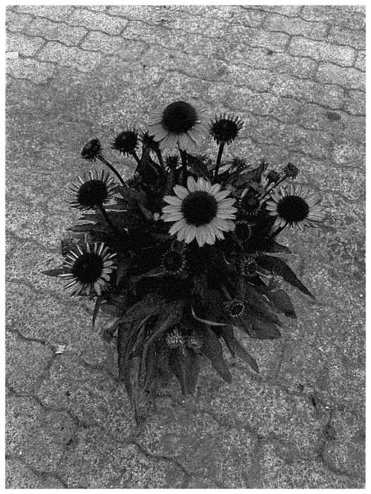 Figure 1 of US plant patent PP35360, the photograph of BullEchipur 109 printed in the patent.