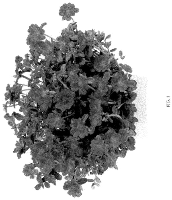 Figure 1 of US plant patent PP35361, the photograph of DPOPAZNFUI printed in the patent.