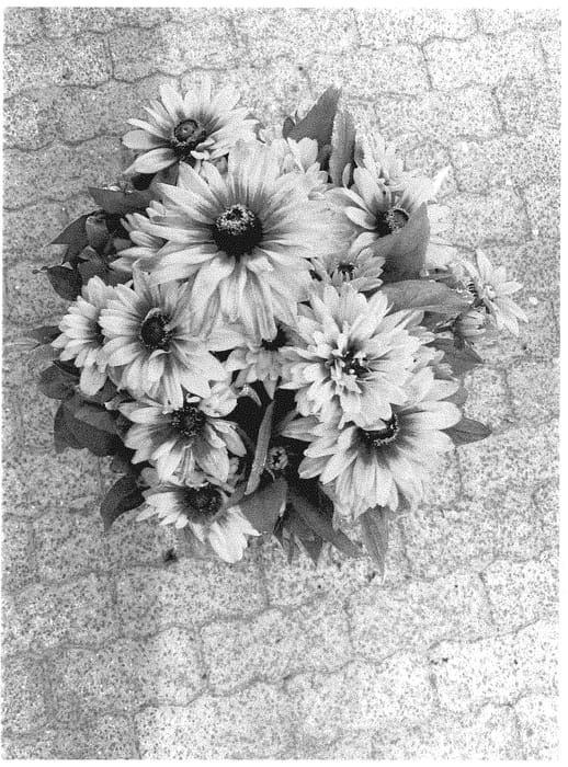 Figure 1 of US plant patent PP35362, the photograph of BullRudihir 117 printed in the patent.
