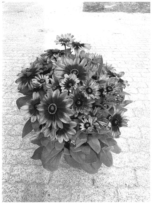 Figure 1 of US plant patent PP35363, the photograph of BullRudihir 118 printed in the patent.