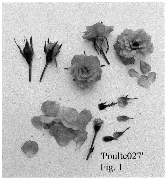 Figure 1 of US plant patent PP35364, the photograph of Poultc027 printed in the patent.