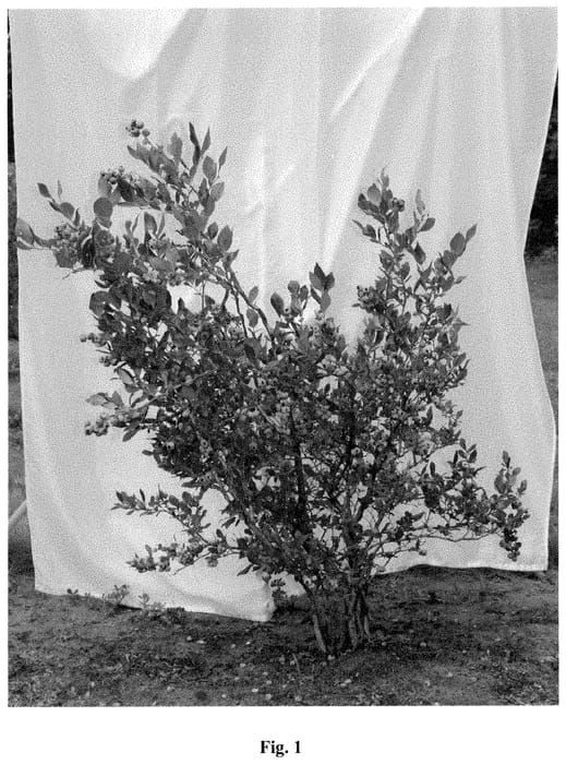 Figure 1 of US plant patent PP35365, the photograph of MSU 120 printed in the patent.