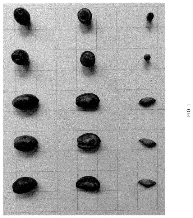 Figure 1 of US plant patent PP35366, the photograph of OAC9805-01 printed in the patent.