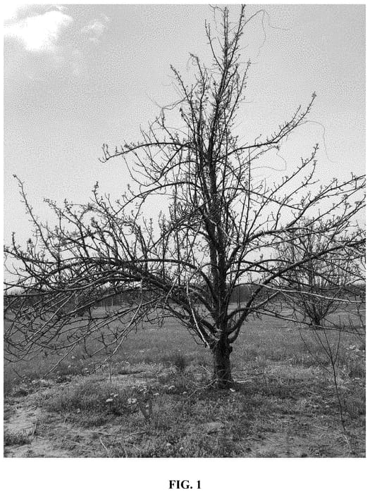 Figure 1 of US plant patent PP35367, the photograph of MD-TAP2 printed in the patent.