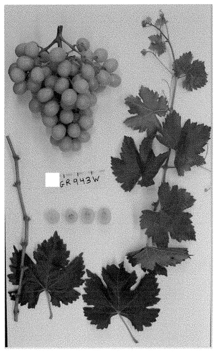 Figure 1 of US plant patent PP35369, the photograph of Sugra62 printed in the patent.