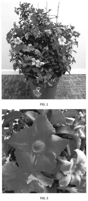 Figure 1 of US plant patent PP35370, the photograph of MANZ0022 printed in the patent.