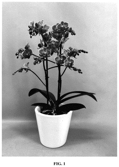 Figure 1 of US plant patent PP35371, the photograph of PHA858376 printed in the patent.
