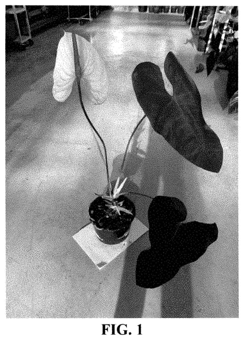 Figure 1 of US plant patent PP35372, the photograph of AN2887337 printed in the patent.