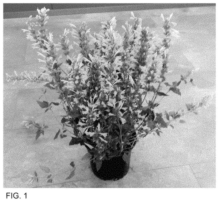 Figure 1 of US plant patent PP35373, the photograph of Doagabetama printed in the patent.