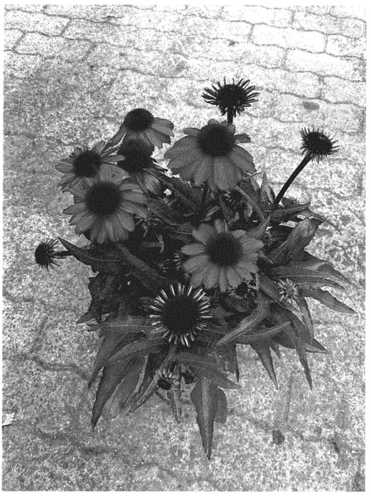 Figure 1 of US plant patent PP35374, the photograph of BullEchipur 107 printed in the patent.