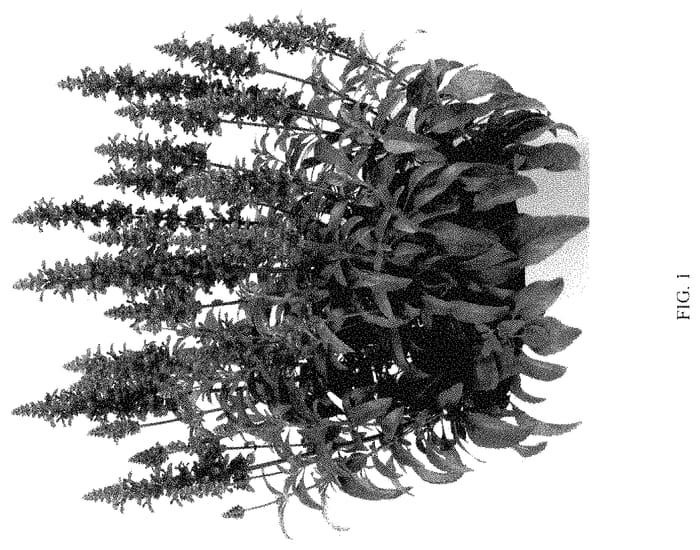 Figure 1 of US plant patent PP35375, the photograph of DSALSYFBN printed in the patent.