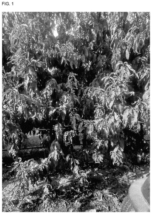 Figure 1 of US plant patent PP35376, the photograph of NECTARCIEL printed in the patent.