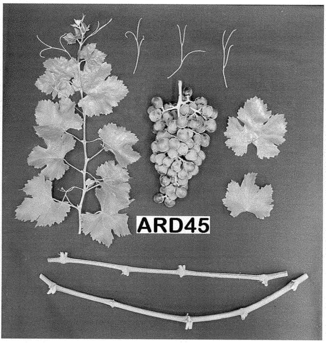 Figure 1 of US plant patent PP35377, the photograph of ARD45 printed in the patent.