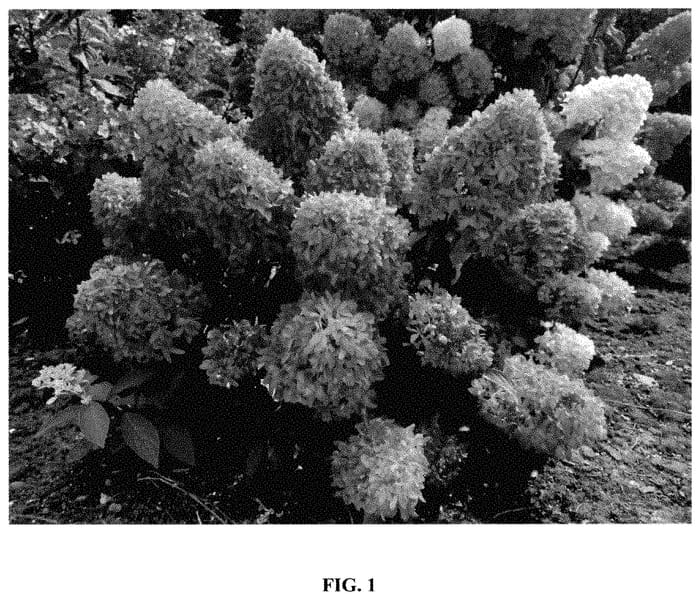 Figure 1 of US plant patent PP35379, the photograph of GRHPLF printed in the patent.