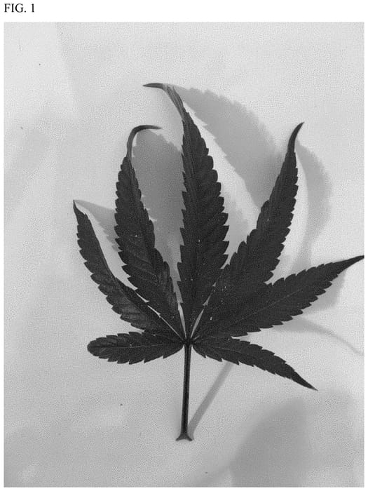Figure 1 of US plant patent PP35380, the photograph of DKJ127 printed in the patent.