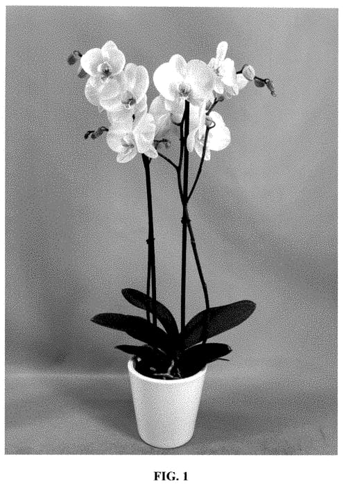Figure 1 of US plant patent PP35381, the photograph of PHA773779 printed in the patent.