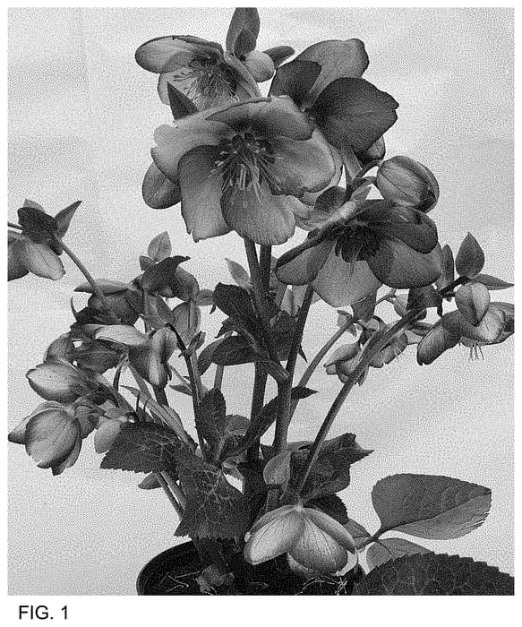 Figure 1 of US plant patent PP35383, the photograph of ET EPB 731 printed in the patent.