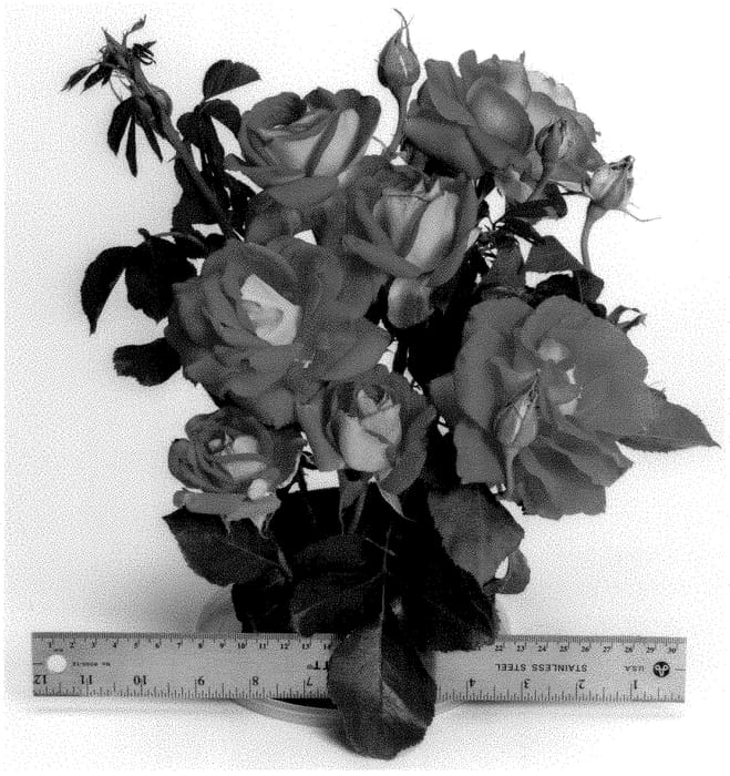Figure 1 of US plant patent PP35384, the photograph of WEKmamoprela printed in the patent.