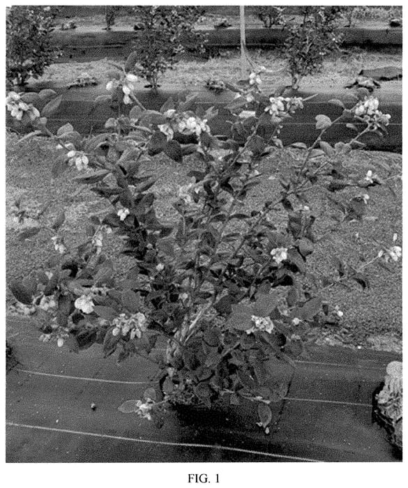 Figure 1 of US plant patent PP35385, the photograph of Ridley 0803 printed in the patent.
