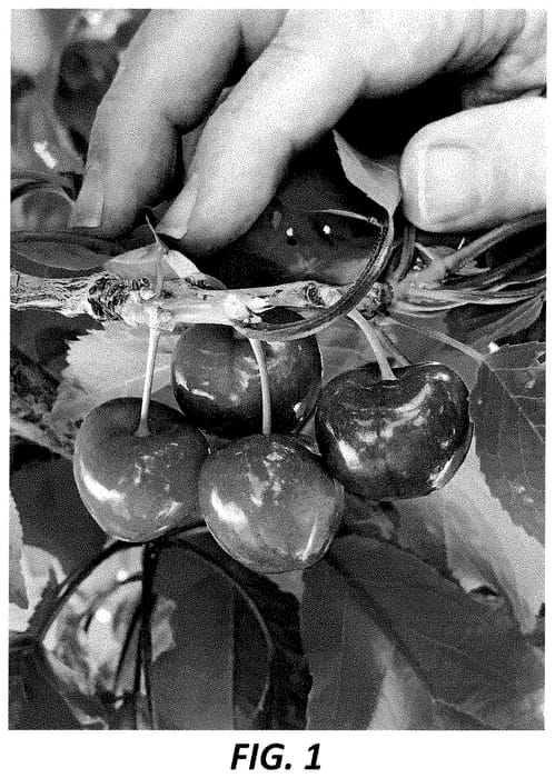 Figure 1 of US plant patent PP35386, the photograph of Denfer printed in the patent.