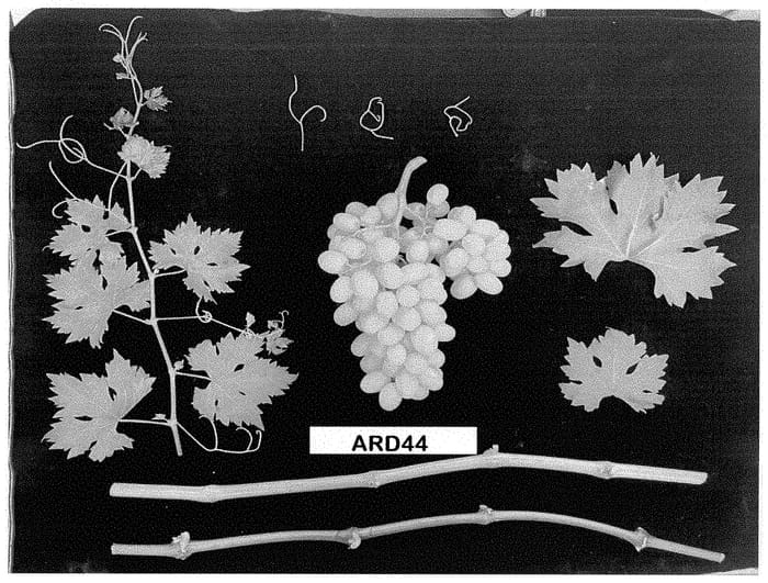 Figure 1 of US plant patent PP35387, the photograph of ARD44 printed in the patent.