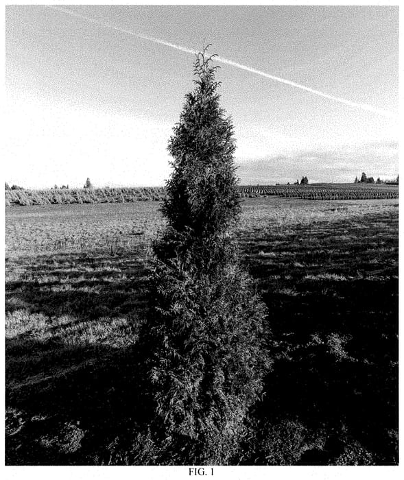 Figure 1 of US plant patent PP35388, the photograph of INGGSP printed in the patent.