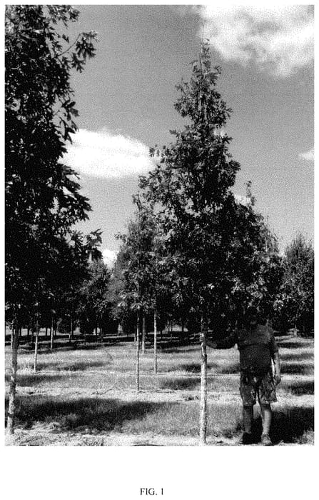 Figure 1 of US plant patent PP35389, the photograph of QAMTF printed in the patent.