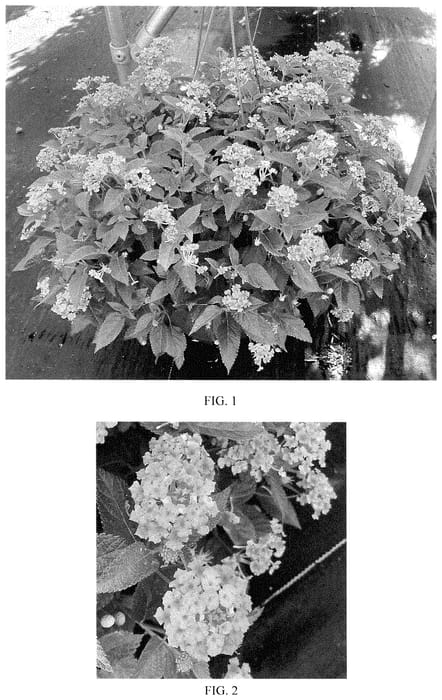 Figure 1 of US plant patent PP35390, the photograph of Balshamrold printed in the patent.