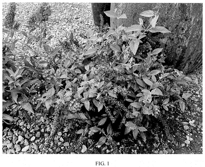 Figure 1 of US plant patent PP35391, the photograph of PODARASNGA 9-15 printed in the patent.
