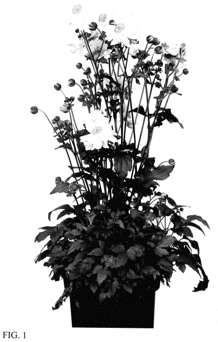 Figure 1 of US plant patent PP35392, the photograph of IFANFRAP printed in the patent.