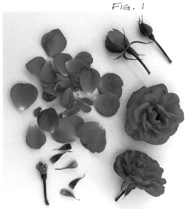Figure 1 of US plant patent PP35393, the photograph of Poulcas066 printed in the patent.