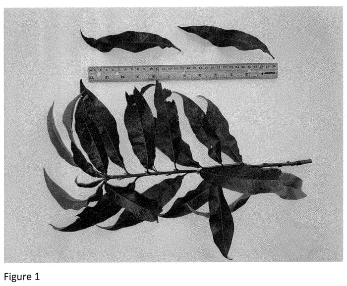 Figure 1 of US plant patent PP35394, the photograph of NJ362 printed in the patent.