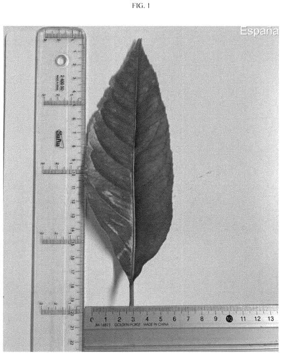 Figure 1 of US plant patent PP35395, the photograph of BENEDICTO printed in the patent.