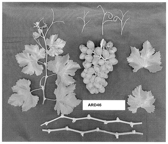 Figure 1 of US plant patent PP35396, the photograph of ARD46 printed in the patent.