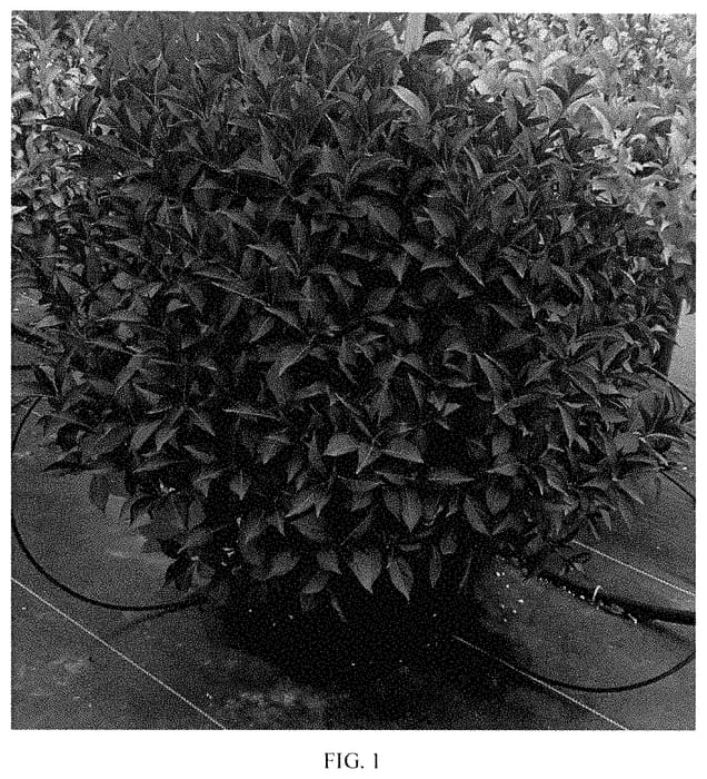 Figure 1 of US plant patent PP35397, the photograph of TMWG17-18 printed in the patent.